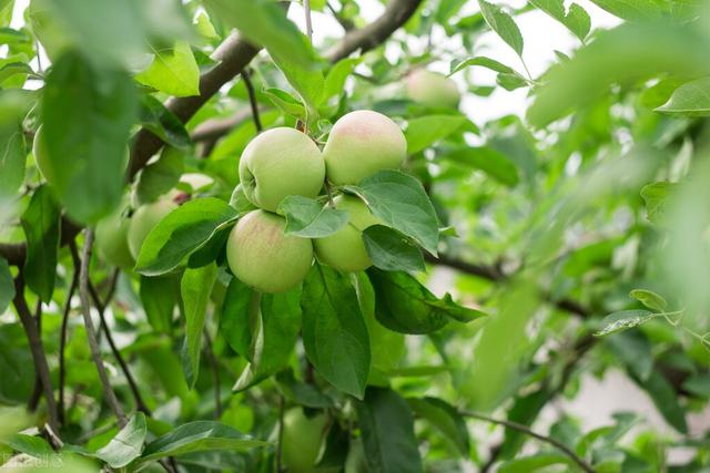 曹泳春：什么是花芽分化？影响花芽分化的因素主要有哪些？