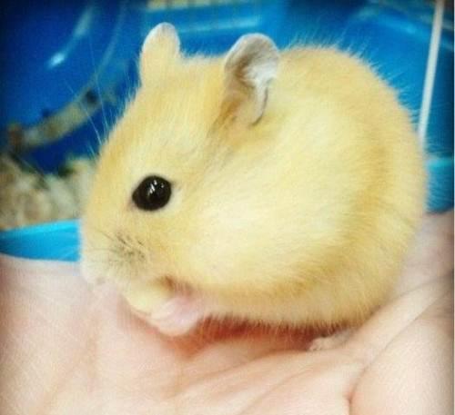 布丁仓鼠吃什么的?