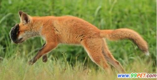 都说狐狸狡黠，可是你见过狐狸捕猎吗？