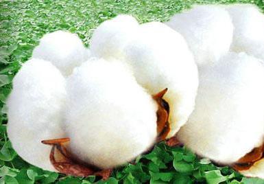 南疆为什么适合种植长绒棉