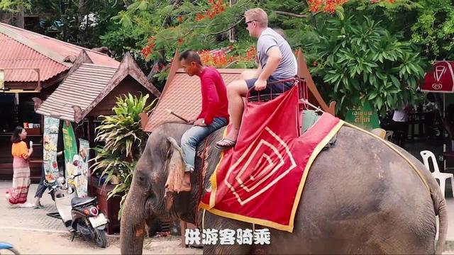 大象多少钱(大象多少钱一头)