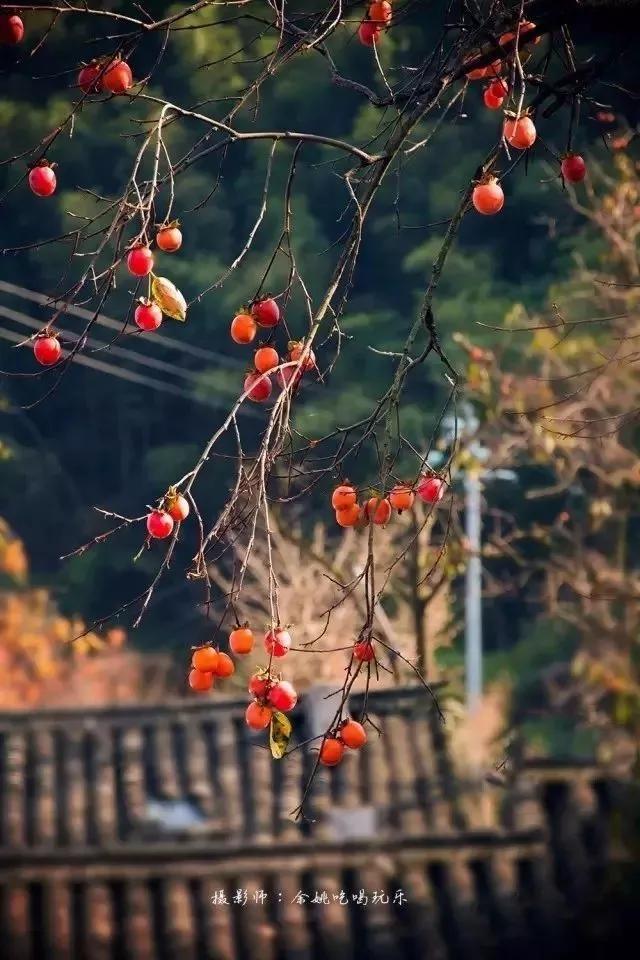 宁波最美赏秋自驾线路，穿越惊险的发夹弯道，看绝美的秋色与云海