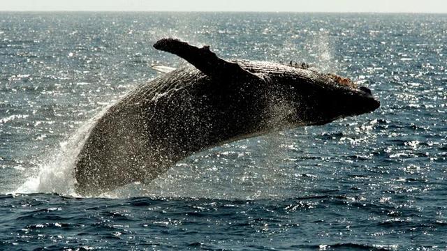 日本高速渡轮疑似撞上鲸鱼，船上至少87人受伤