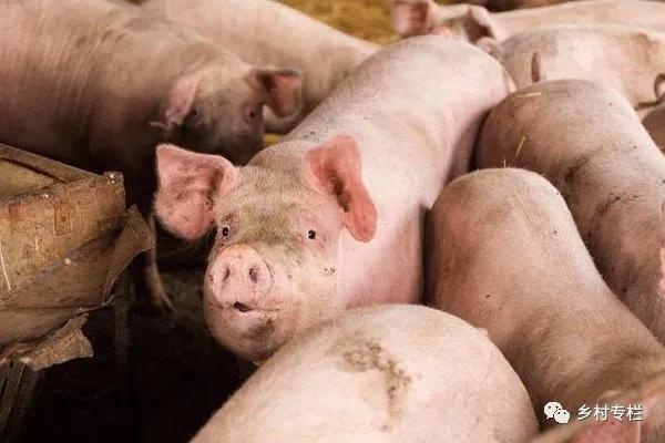 猪价暴跌，行情再次变脸，下半年猪价会跌成满
