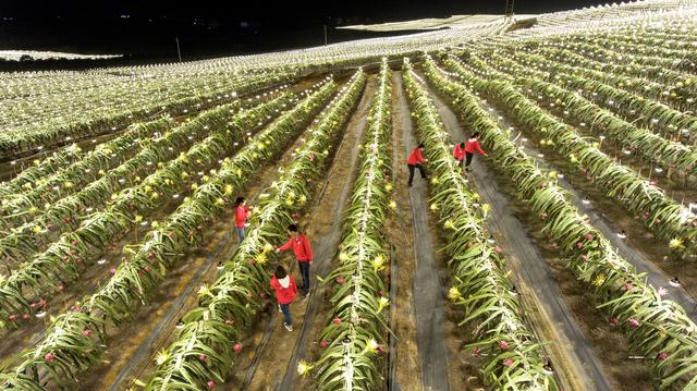 【示范区】隆安县金穗火龙果产业核心示范区（