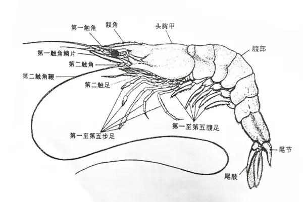 虾的外部结构图图片