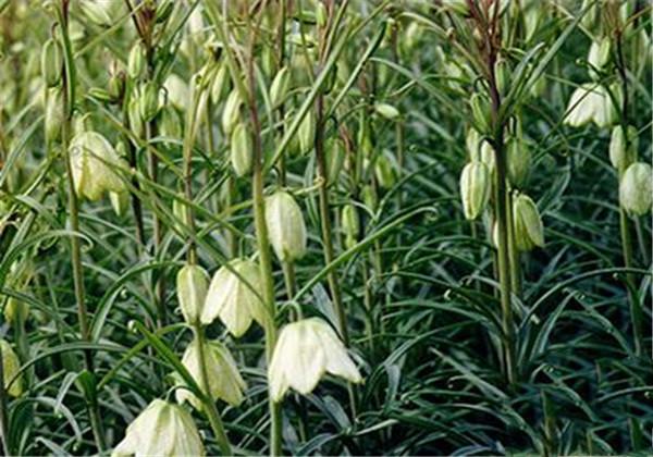 川贝母种植条件(川贝母的种植方法)