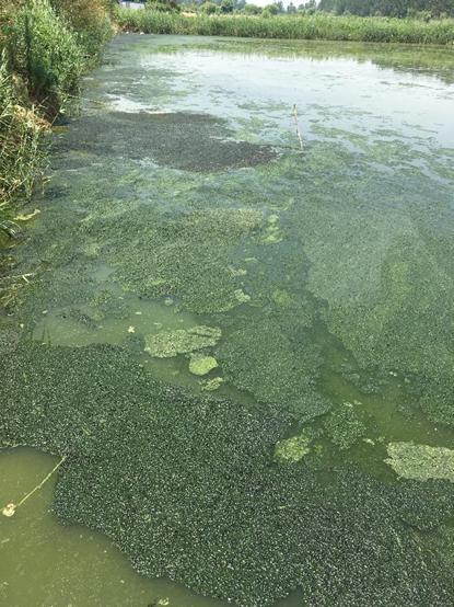 囊裸藻水华,通常由棘刺囊裸藻和旋转囊裸藻等形成水华,水面烟灰或红