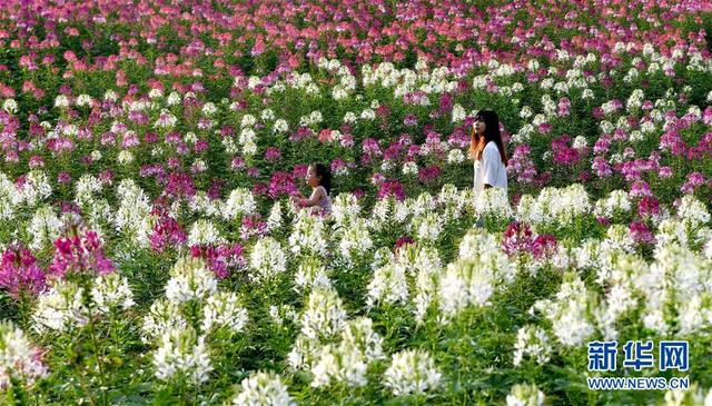 绚丽花海扮靓秦岭小城(图1)