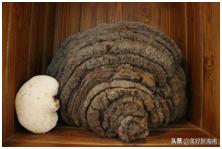 【中医科普】什么是黎族医药？