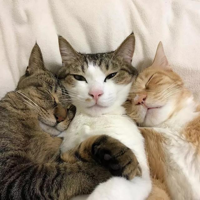 日本这三只猫的床照完美诠释了什么叫年轻人觉少