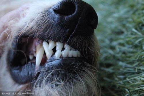 狗牙多少钱狗牙多少钱一颗