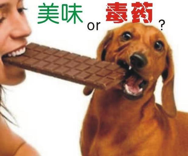 为什么狗狗不能食用巧克力？