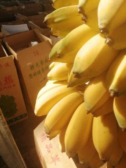 广东小伙用一亩田豆牛卖苹果蕉，零经验一个月打开重庆市场