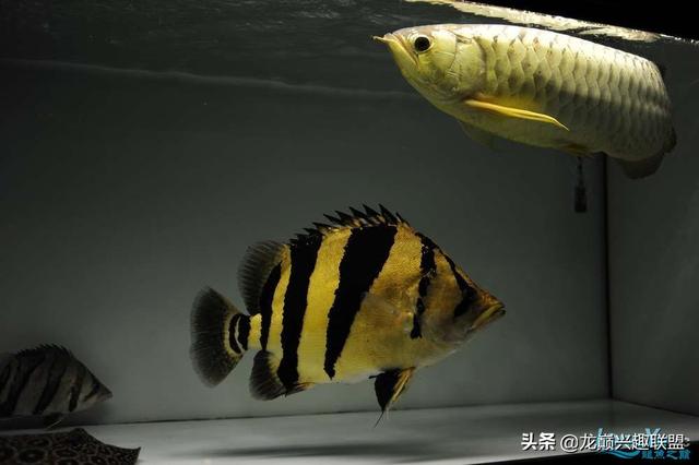 å°å°¼è™Žé±¼æ··å…» å‹é‚¦çŸ¥è¯†ç½'