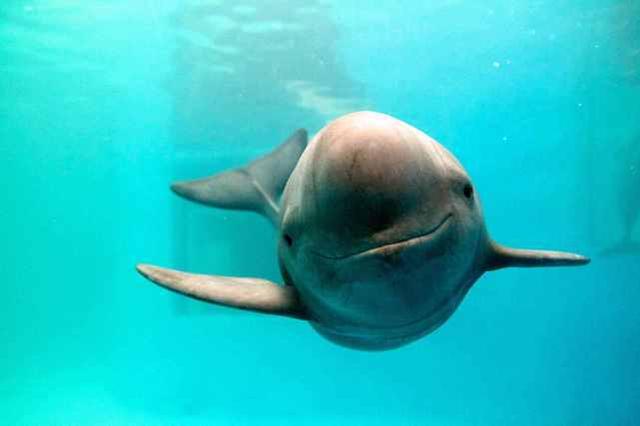 江豚的生存状态如何，它会和白鳍豚一样，消失在长江流域中吗？
