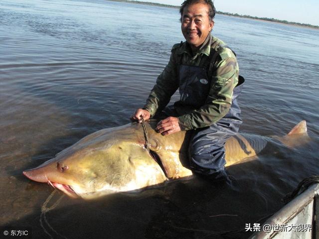 鳇鱼多少钱一斤(鳇鱼图片)