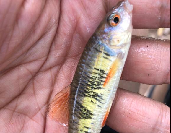 钓鱼的朋友们 你钓到过的野生小鱼有哪些 用方言怎么称呼 爱游钓鱼网