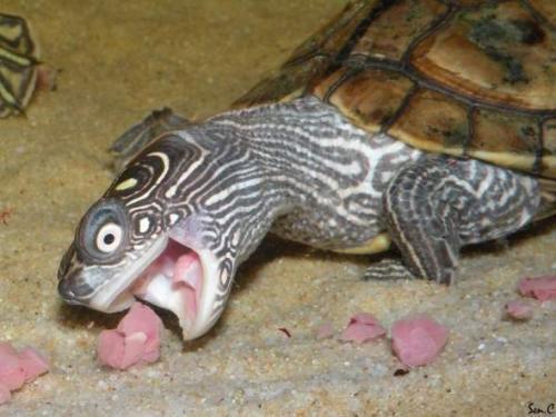 养巴西龟可以用凉开水吗