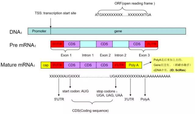 终止密码终止密码子有哪三个
