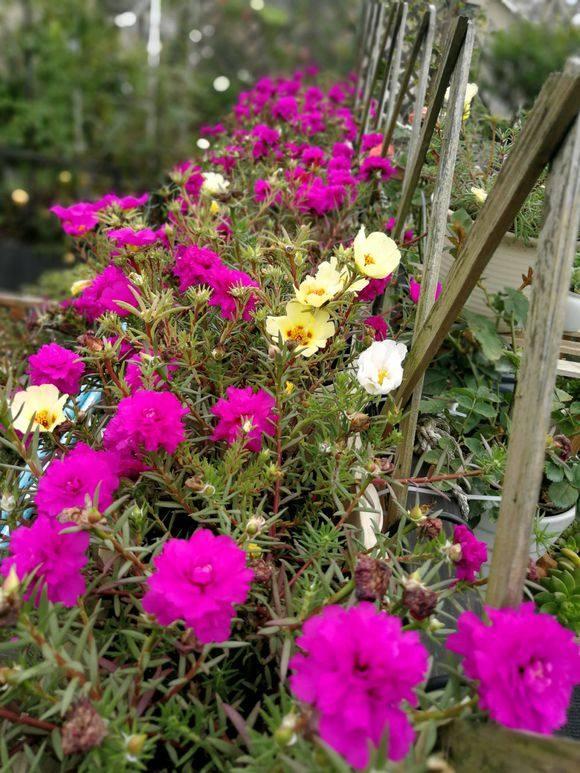 午时花什么时候开午时花几点开花