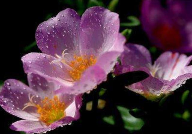 午时花什么时候开午时花几点开花