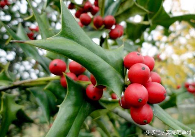 植物鞍子嘴的药用