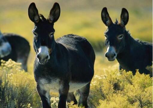 老驴什么意思老驴上海话啥意思