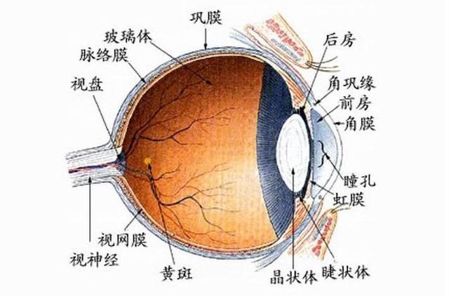 眼角膜在眼睛什么位置，从外面看的到吗？