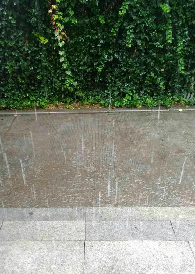 骤雨什么意思(骤雨的解释)
