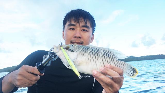 苏眉鱼多少钱一斤苏眉鱼市场多少钱一斤