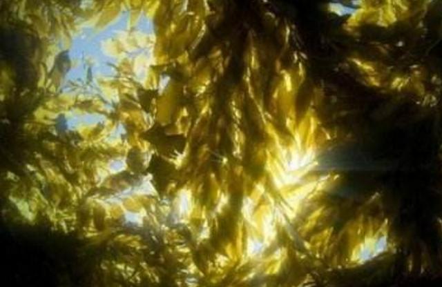 主要的几种海藻成分有哪些