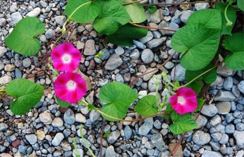 牽牛花什麼時候播種(矮牽牛花種子播種方法)