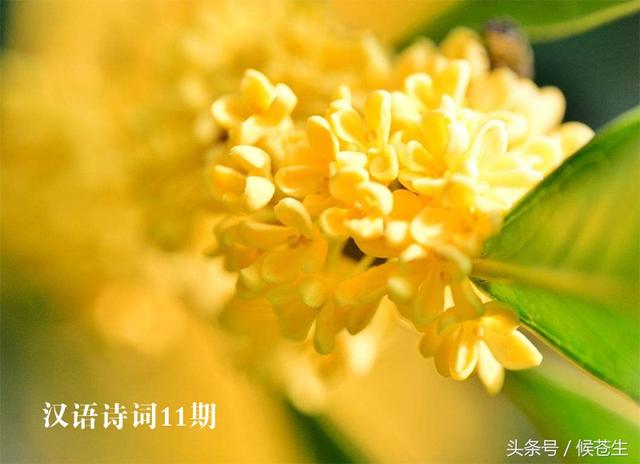 桂花茶的诗句 形容桂花茶的诗句大全 茶百科