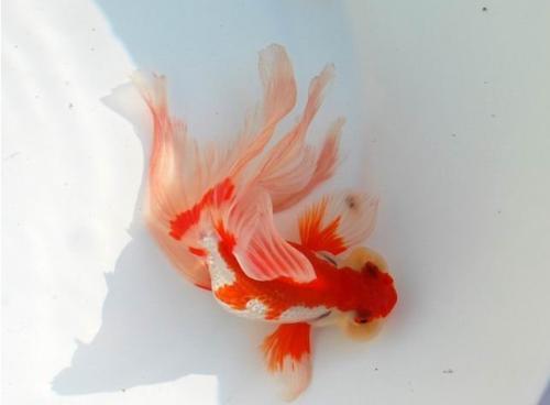 龙井金鱼 高档蝶尾龙睛金鱼图 茶百科