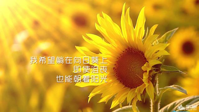 太阳花朵数花语是什么?,不是花语,是朵数花语,谢谢各位大神了