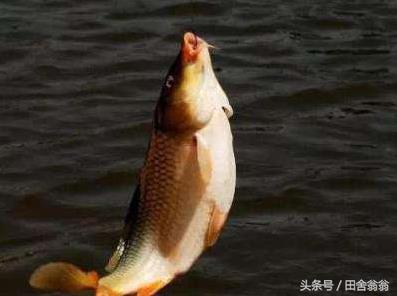 用钓上来的鱼的鱼腥味,增加到饵料里提升腥味,上鱼快是真的吗?