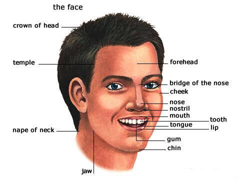 臉用英語怎麼寫(鼻子用英語怎麼寫)