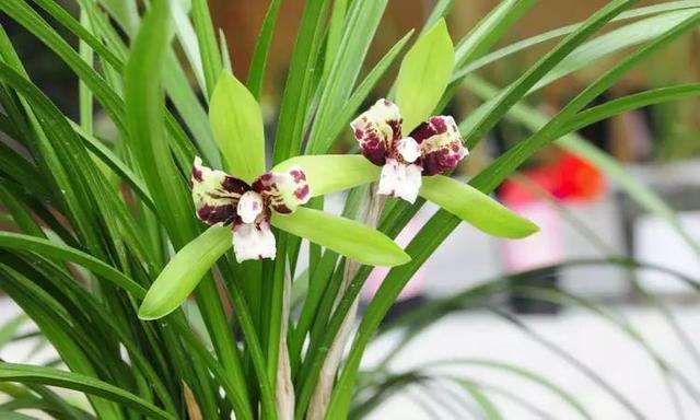 漳州假兰花(兰花假鳞茎)