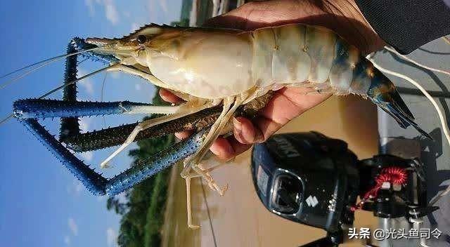 杭州暴雨后，河道内出现“湄公河巨虾”重达1斤，钓鱼人已钓获