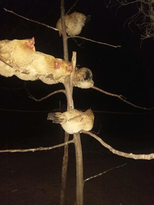 鸡什么时候睡觉鸡一般什么时候睡觉