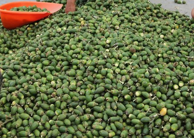 海南万宁加大槟榔产业扶持 榔鲜果收购价格逐渐好转