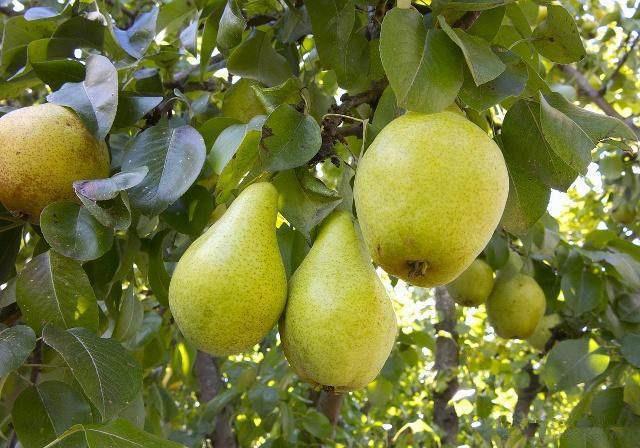 金果梨种植条件(金果梨种植视频)