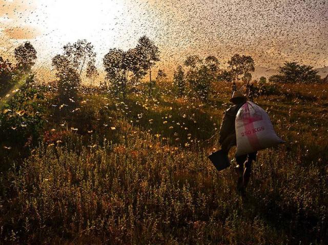 中国科学家在《自然》杂志上发表论文，揭示蝗虫聚群成灾的奥秘