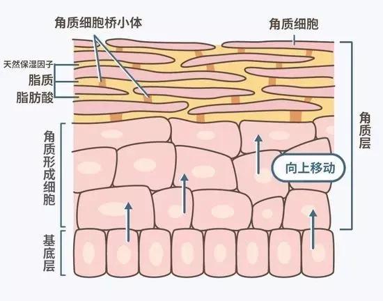 震惊！皮肤科门诊爆号了：空调下皮肤伤不起，水和油都离家出走了