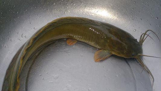 塘角鱼用什么诱饵最快上钓?