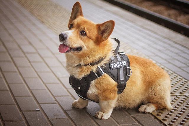 史上最萌警犬退休！俄罗斯短腿柯基当警官，出警全在卖萌？