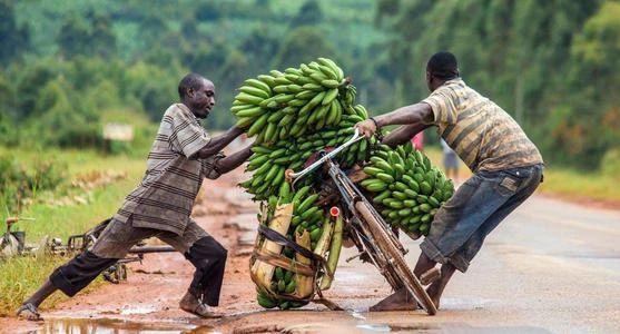 非洲黑哥爱用“二八大杠”运香蕉，时速60公里都不捏刹车...