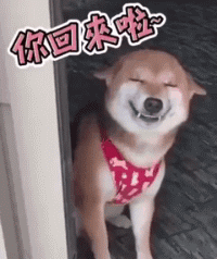 爆笑GIF动图：笑出狗类最高境界