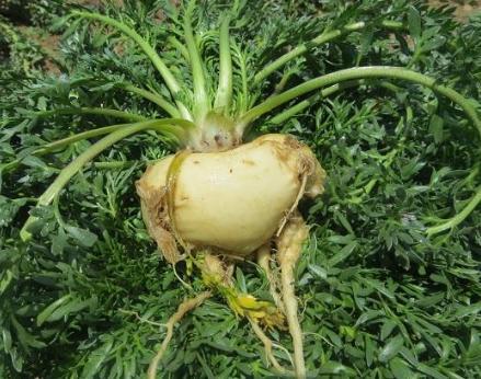 玛卡多少钱一斤(玛卡泡水喝能壮阳吗)